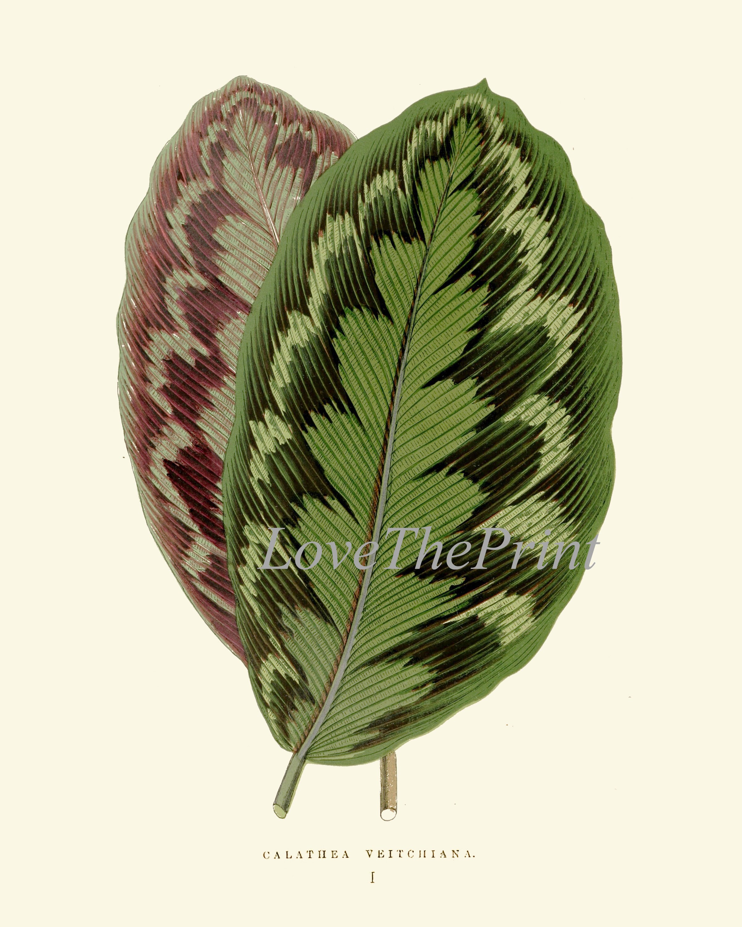 Leaf Botanical Prints Wall Art Set of 12 Beautiful Antique Vintage ...