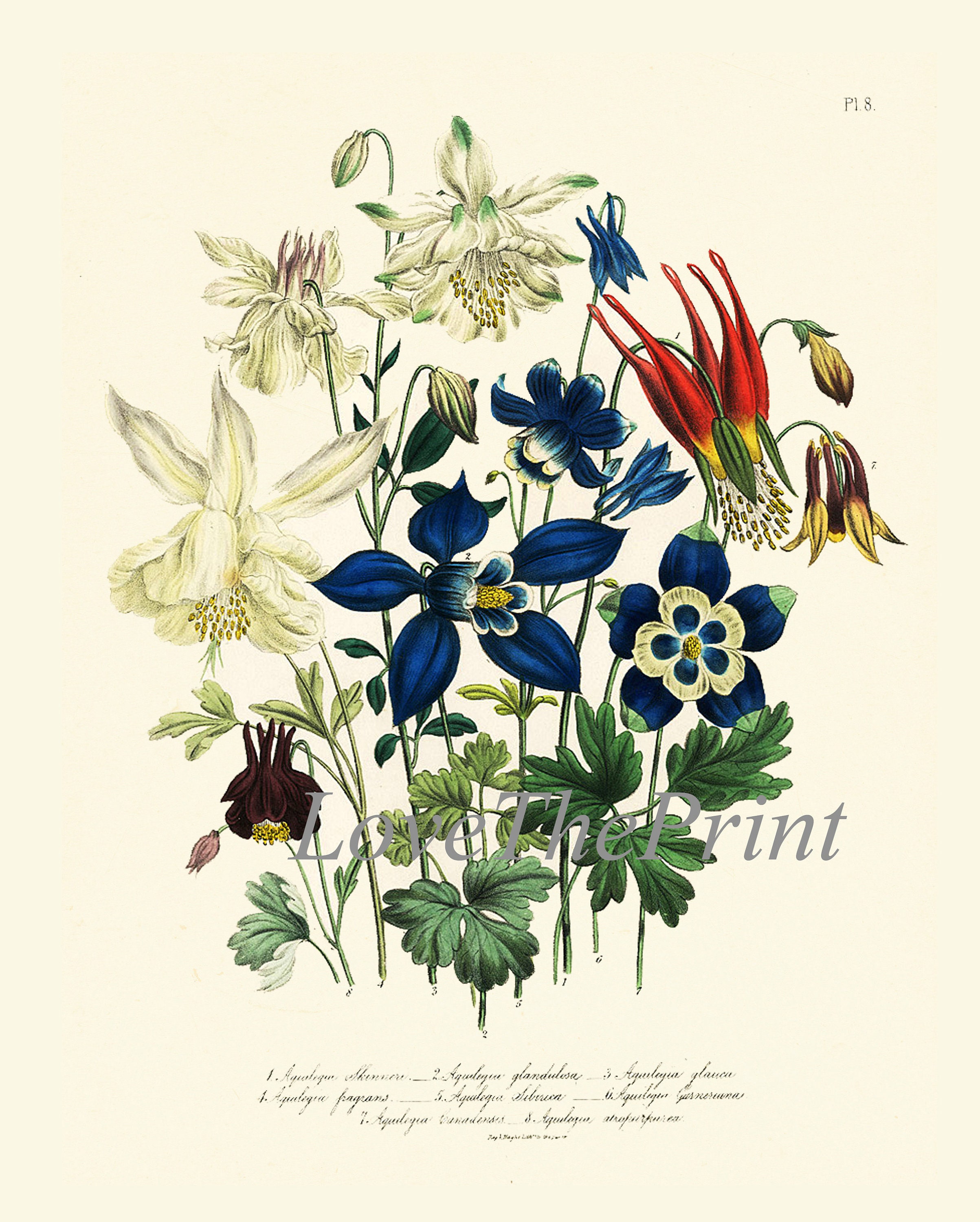 Blue Flowers Botanical Wall Art Set of 6 Prints Beautiful Vintage ...