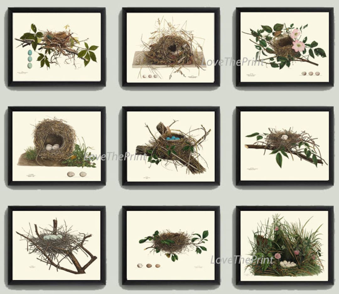 Vintage Bird Nest Eggs Prints Wall Art Set of 9 Beautiful Antique ...