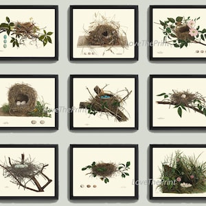 Vintage Bird Nest Eggs Prints Wall Art Set of 9 Beautiful Antique Cottage Farmhouse Birds Horizontal Orientation Home Decor to Frame NEST
