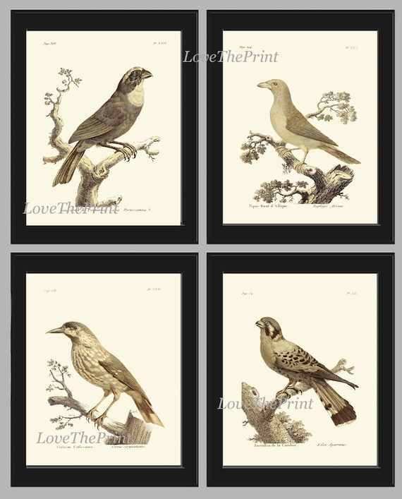 Vintage Bird Wall Art Print Set of 4 Prints Beautiful