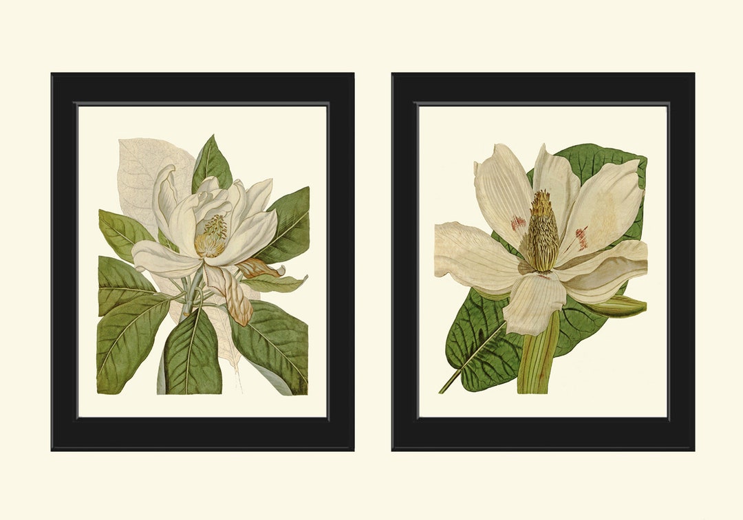 Vintage Magnolia Flower Botanical Prints Wall Art Set of 2 Beautiful ...