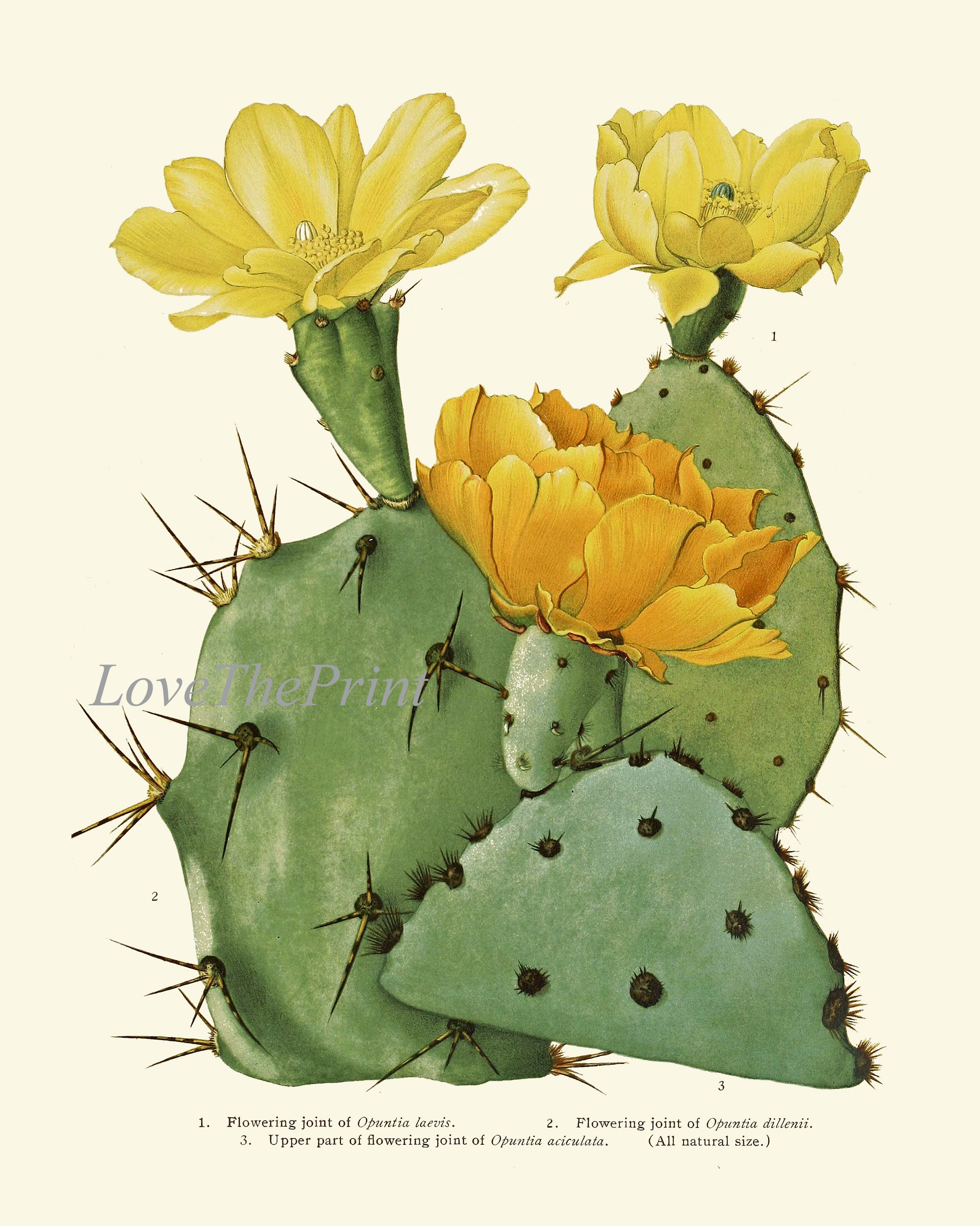 Cactus Botanical Prints Wall Art Set of 9 Beautiful Vintage Antique ...