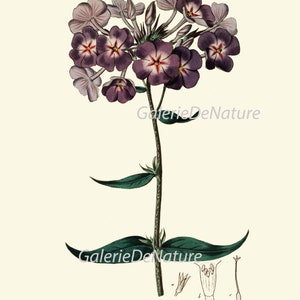 Botanical Prints Wall Art Set of 9 Beautiful Antique Vintage Phlox Rose ...
