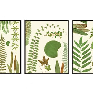 Fern Chart Botanical Wall Art Set of 3 Prints Beautiful Antique Vintage Green Forest Nature Plant Garden Home Room Decor to Frame EJL