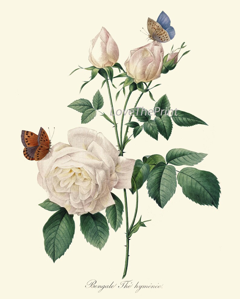 White Flower Botanical Prints Wall Art Set of 12 Beautiful Antique ...