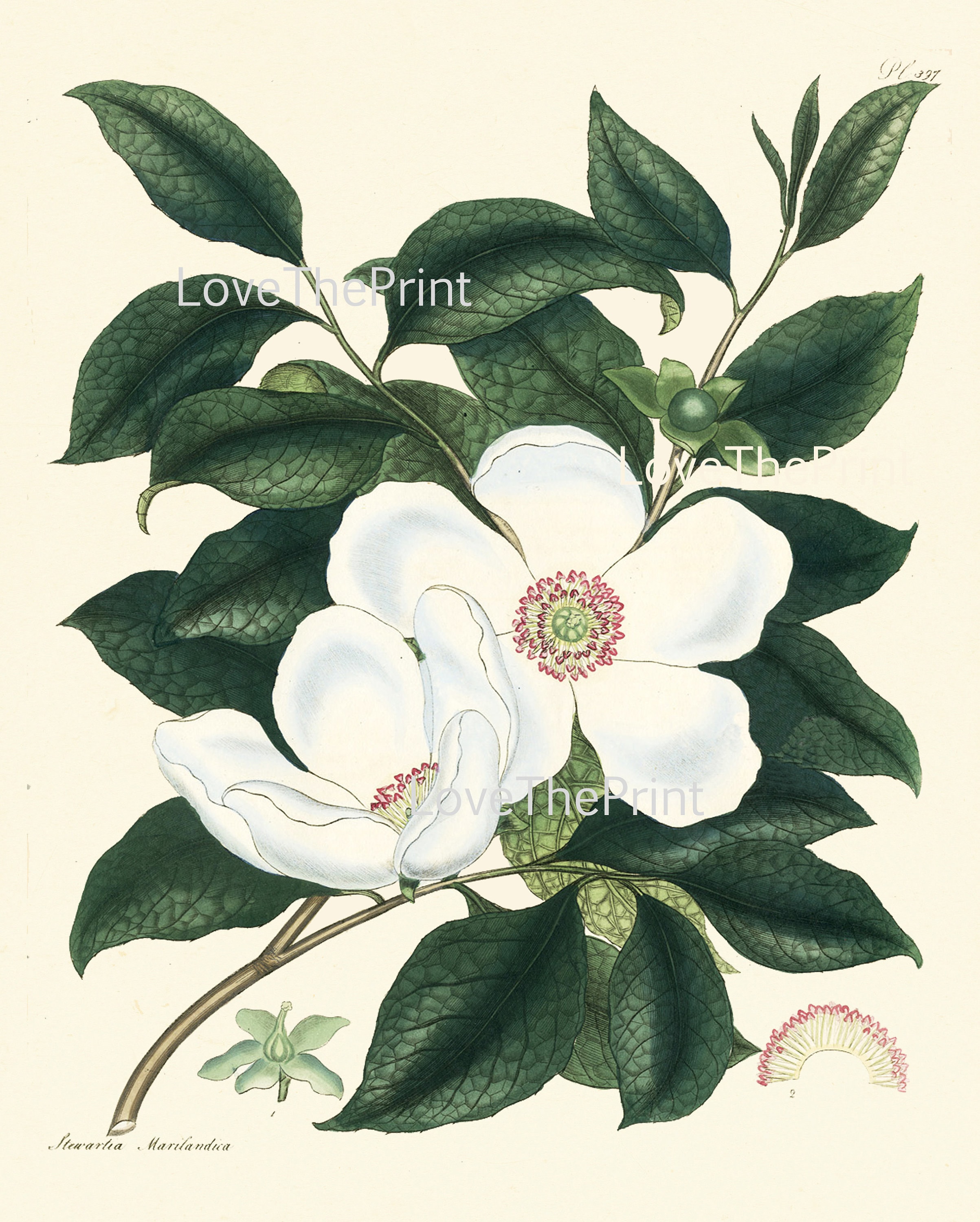 Botanical Wall Art Set of 6 Prints Beautiful White Pink Red Magnolia ...