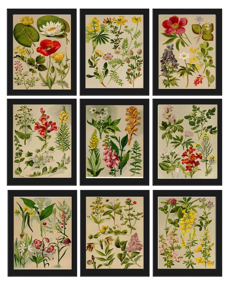 Wildflower Botanical Prints Wall Art Set of 9 Beautiful Antique Vintage