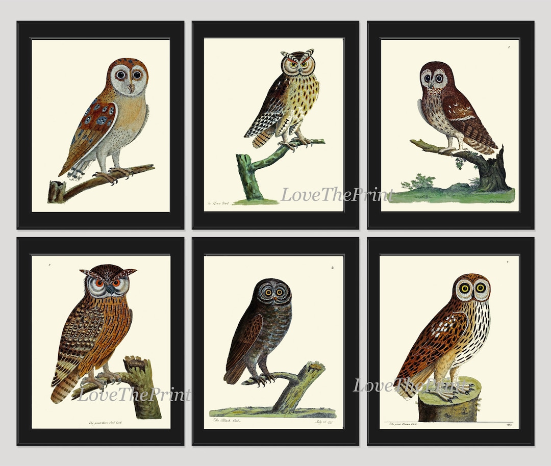 Owl Bird Wall Art Print Set of 6 Prints Antique Vintage Cute Owls Brown ...