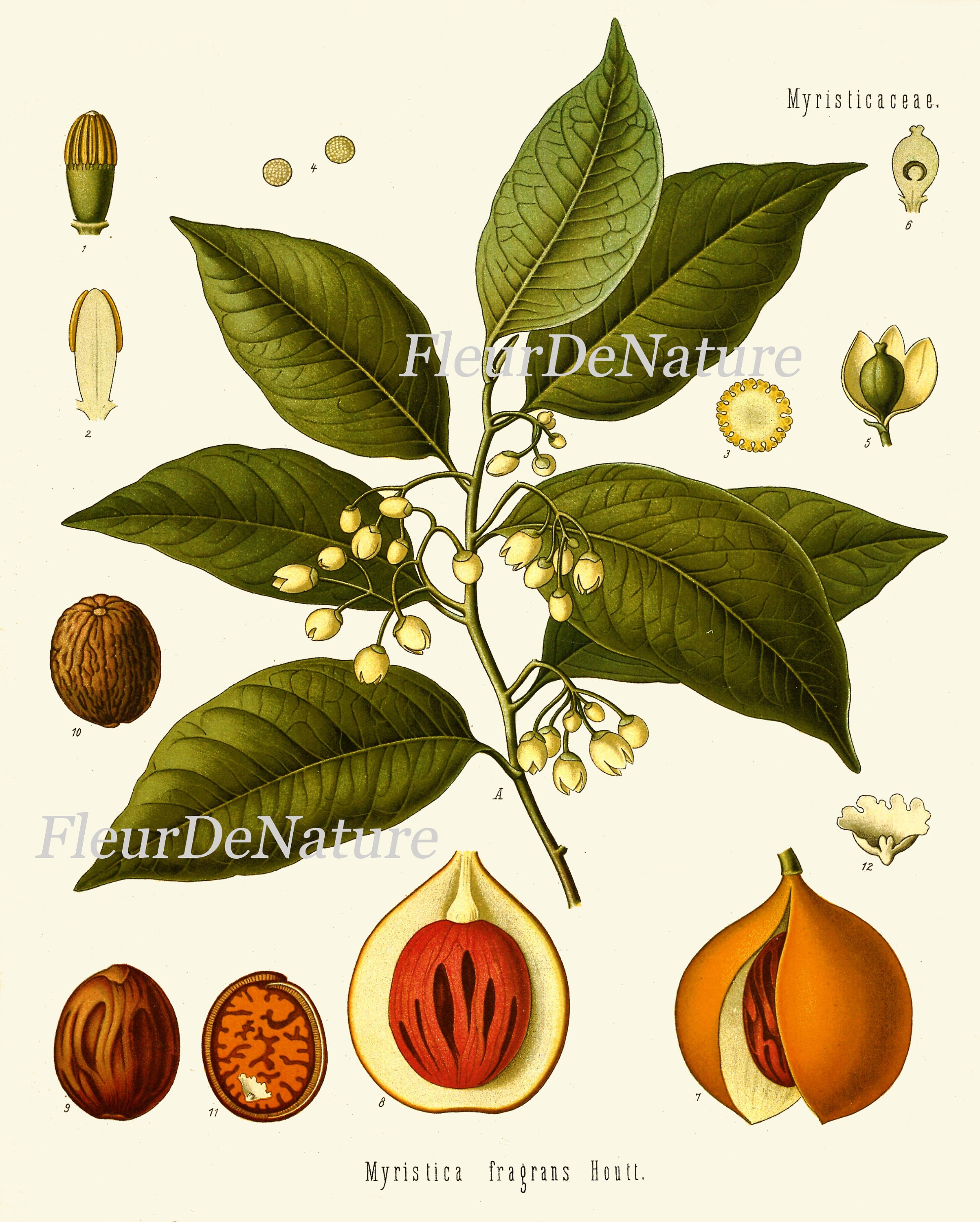 Herbs and Spices Print Set Botanical Wall Art of 9 Prints Beautiful ...