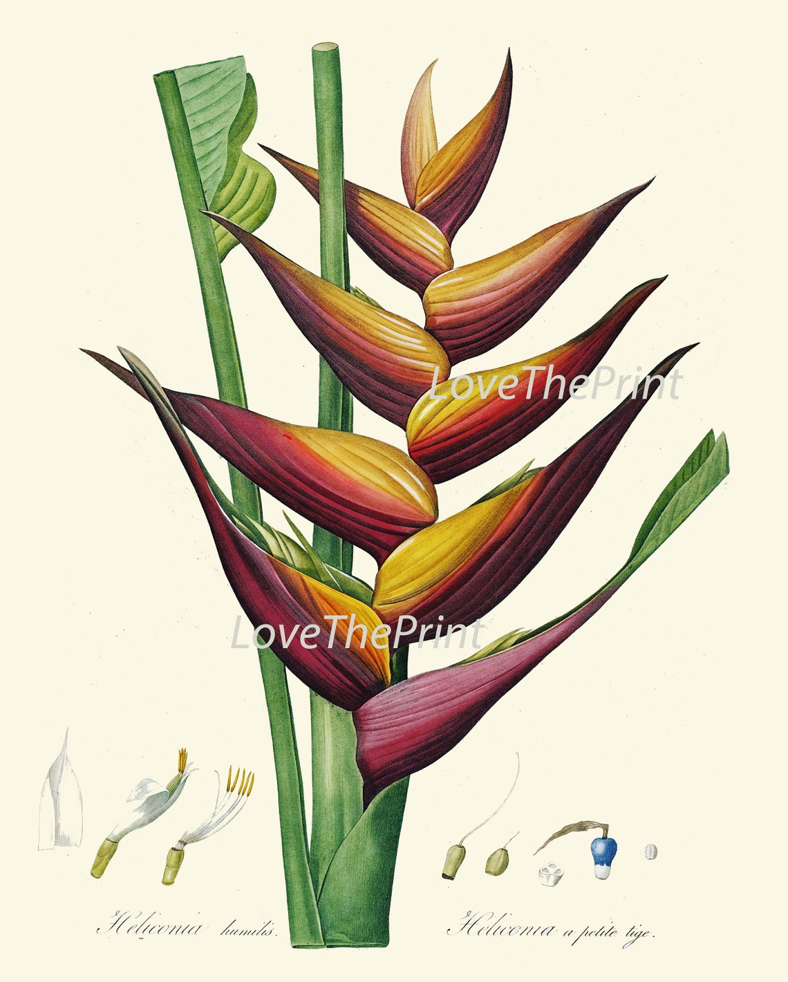 Tropical Botanical Wall Decor Art Set of 12 Prints Beautiful Antique ...