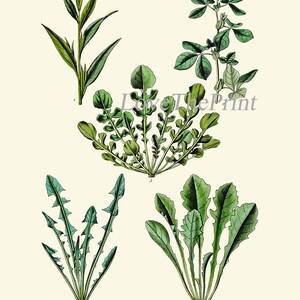 Salad Leaf Botanical Wall Art Set of 12 Prints Beautiful Antique ...