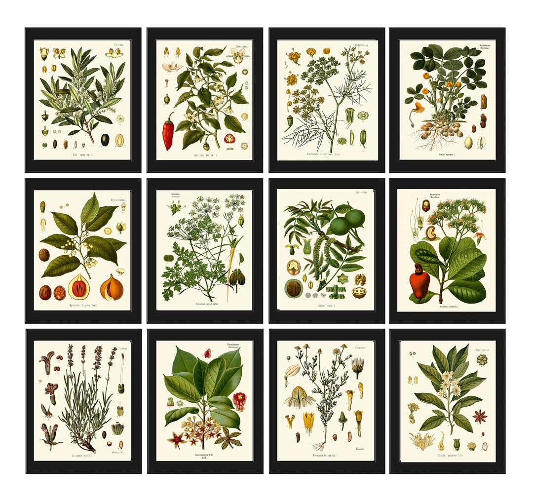 Herbs and Spices Prints Botanical Set of 12 Beautiful Antique Vintage ...