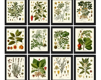 Herbs and Spices Prints Botanical Set of 12 Beautiful Antique Vintage Kitchen Dining Room Interior Design Large Home Decor to Frame KOHS