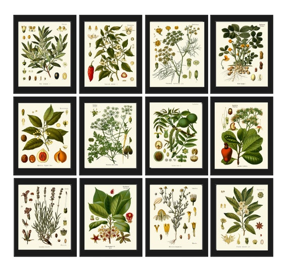 Herbs and Spices Prints Botanical Set of 12 Beautiful Antique - Etsy