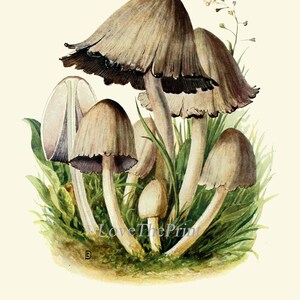 May include: A vintage botanical illustration of a cluster of mushrooms, known as the "Echter Tintenschwamm" or "Coprinus atramentarius." The mushrooms are depicted in shades of brown and white, with a delicate watercolour style. The illustration is set against a background of green grass and a few small white flowers.