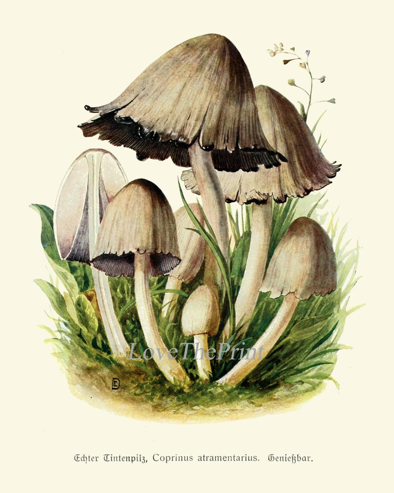 May include: A vintage botanical illustration of a cluster of mushrooms, known as the "Echter Tintenschwamm" or "Coprinus atramentarius." The mushrooms are depicted in shades of brown and white, with a delicate watercolour style. The illustration is set against a background of green grass and a few small white flowers.