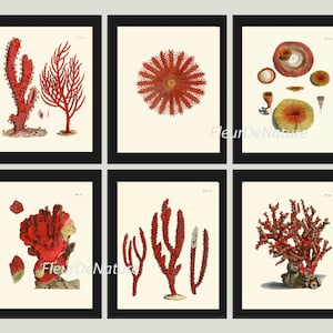 Rote Koralle Drucke WandKunst Set von 6 wunderschönen antiken Vintage Meer Ozean Marine Küsten Strand Tropische Natur Home Room Dekor zu Rahmen ELLIS