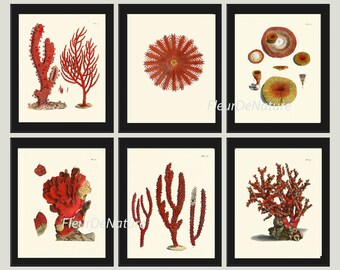 May include: Six vintage illustrations of red coral and sea life. The illustrations are in a botanical style and feature detailed drawings of coral, starfish, and other marine life.