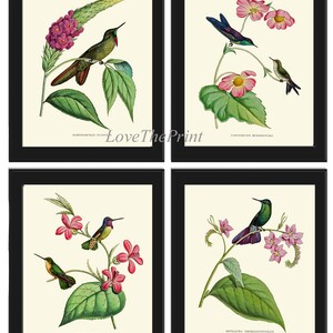 Puede incluir: Cuatro ilustraciones vintage de colibríes con flores. Los colibríes se representan en varias poses, con sus largos y delgados picos y plumas iridiscentes. Las flores son en tonos de rosa y blanco, con pétalos delicados y hojas verdes.