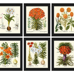 Lily Lilies Wall Art Set of 6 Prints Beautiful Botanical Orange White Vintage Crown Imperial Daylily Fritillary Flowers Decor to Frame BESL