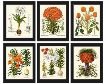 Lily Lilies Wall Art Set of 6 Prints Beautiful Botanical Orange White Vintage Crown Imperial Daylily Fritillary Flowers Decor to Frame BESL