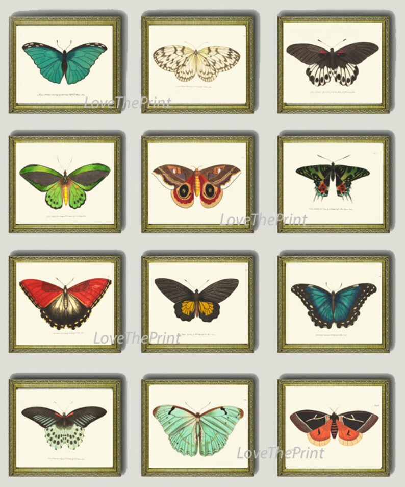 Butterfly Prints Wall Art Set of 12 Beautiful Antique Vintage Colorful ...