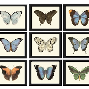 Butterfly Wall Art Set of 9 Prints Beautiful Antique Vintage Blue Green Butterfly Chart Interior Design Decoration Home Decor to Frame LPH