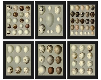 Bird Eggs Wall Art Print Set of 6 Vintage Antique Illustration Chart Bedroom Living Room Fireplace Hallway Entryway Nature Home Decor BEND