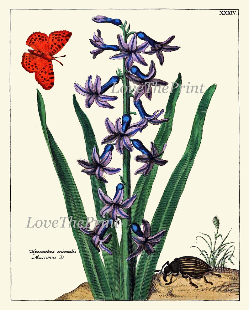 Botanical Prints Wall Art Decor Set of 4 Beautiful Antique Vintage Blue ...