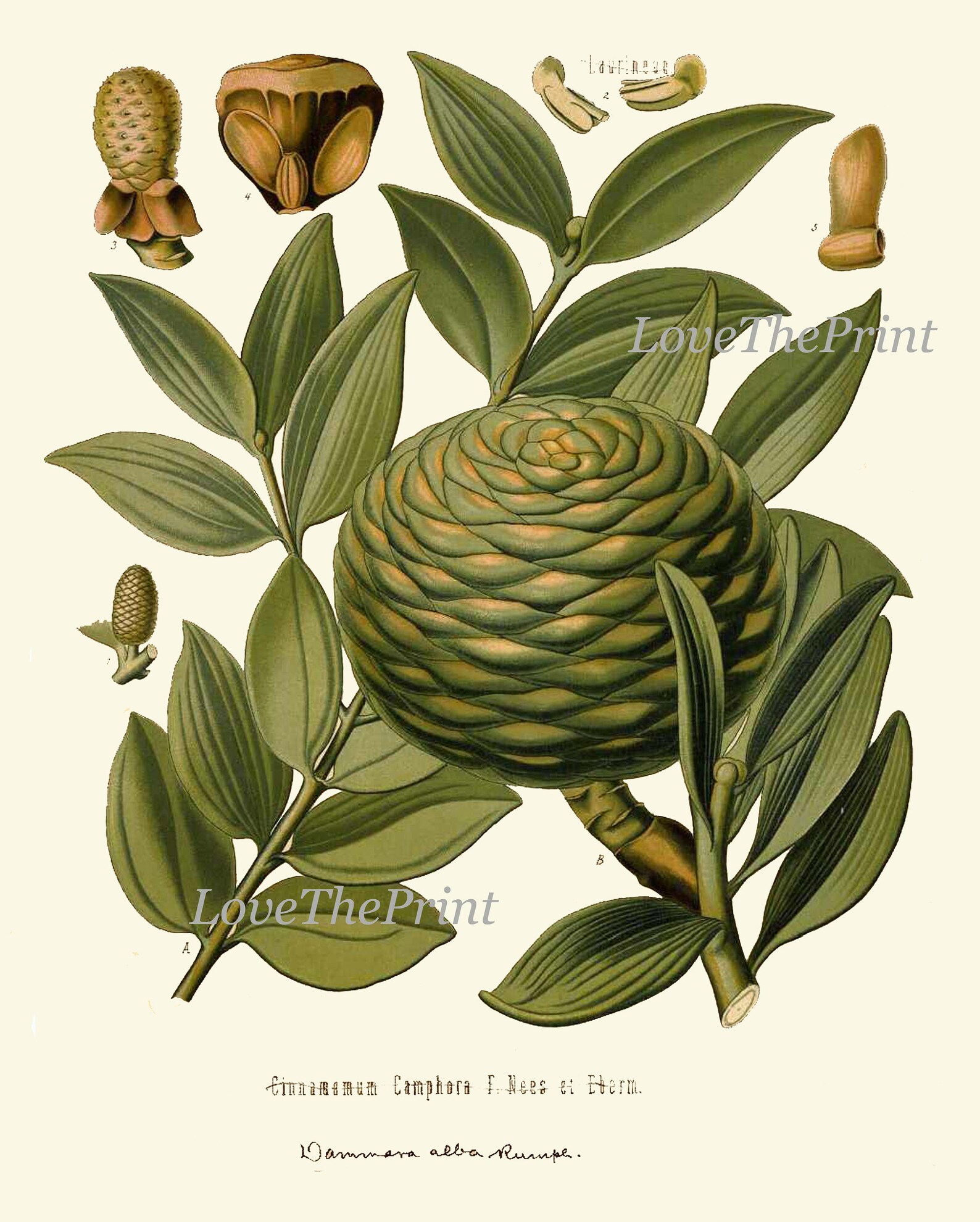 Tropical Fruit Botanical Wall Art Set of 12 Prints Beautiful Antique ...