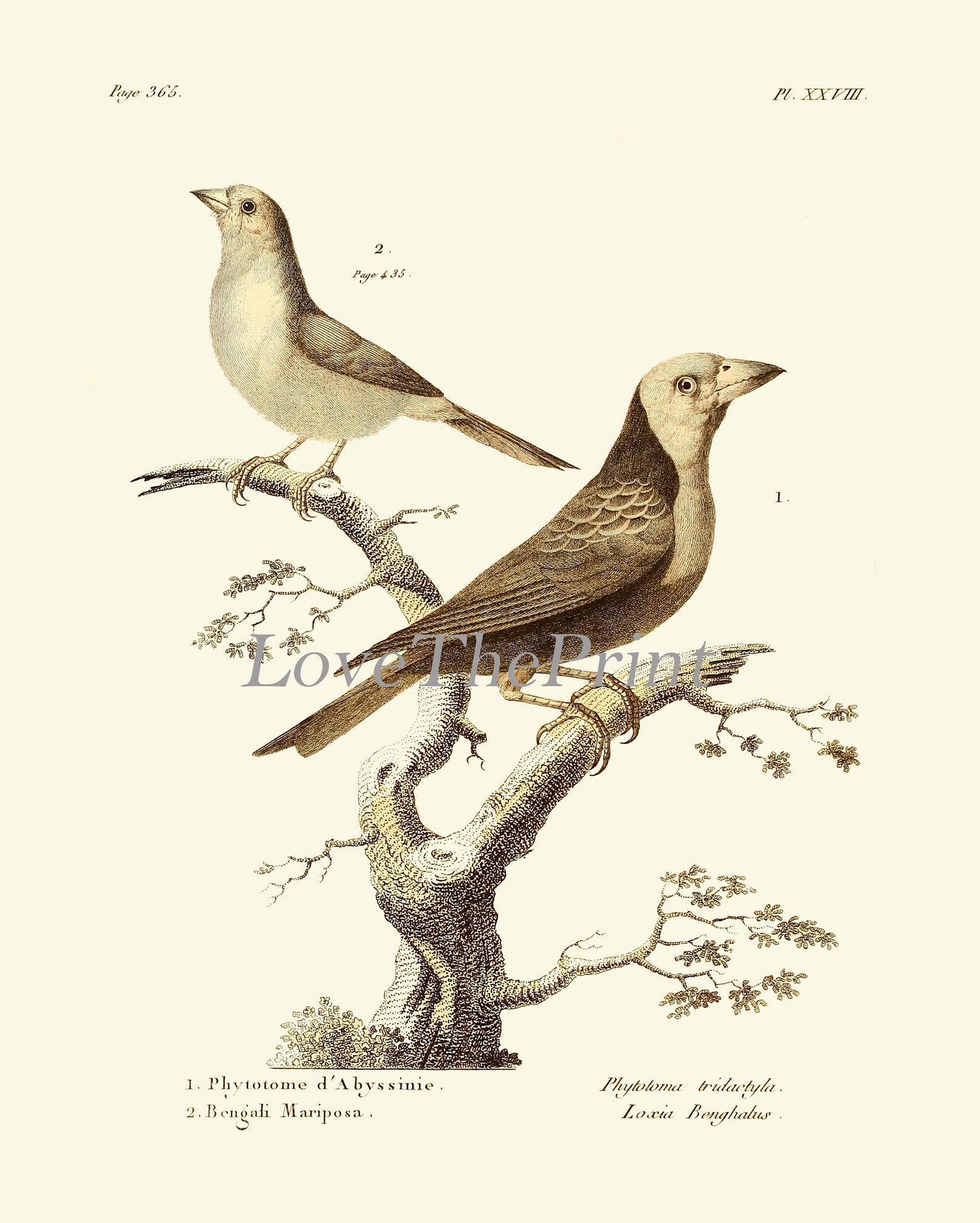 Vintage Birds Prints Wall Art Set of 6 Prints Antique Bird Print Set ...