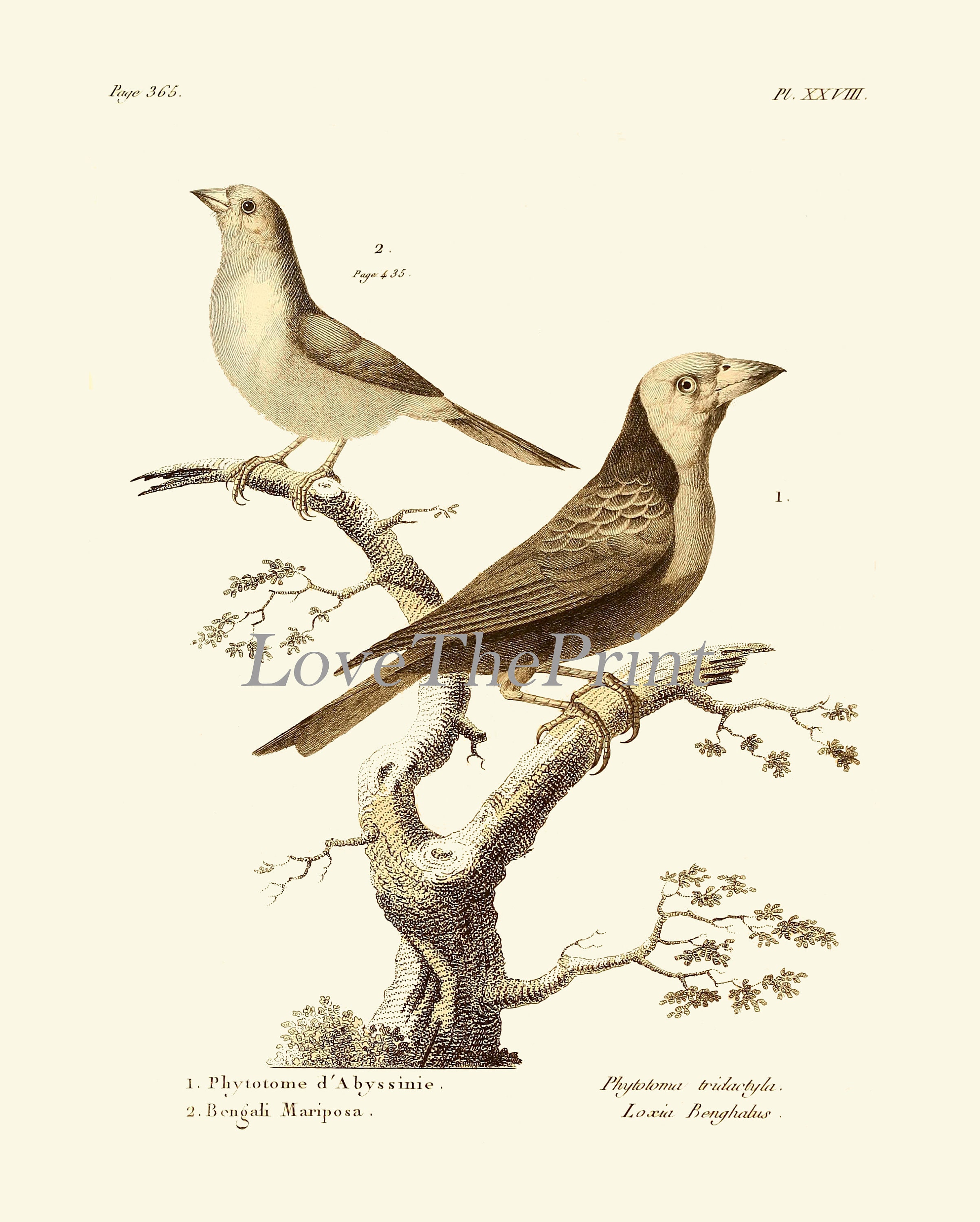 Vintage Birds Prints Wall Art Set of 6 Prints Antique Bird Print Set ...