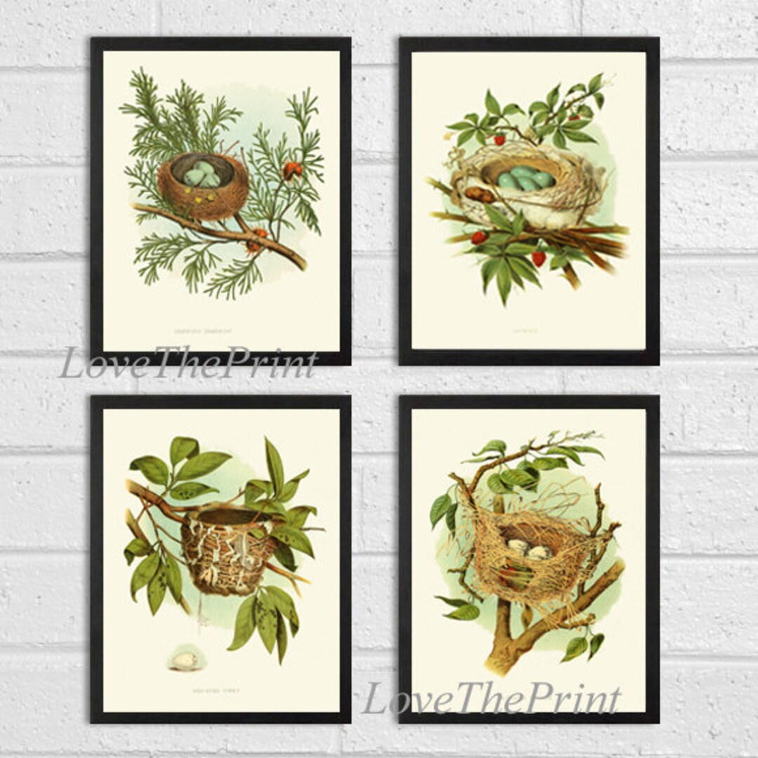 Vintage Bird Nest Eggs Print Wall Art Set of 4 Beautiful Antique Tree ...