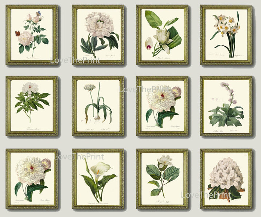 White Flower Botanical Prints Wall Art Set of 12 Beautiful Antique ...