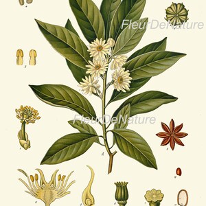 Herbs and Spices Print Set Botanical Wall Art of 9 Prints Beautiful ...