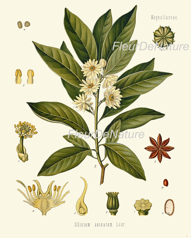 Herbs and Spices Print Set Botanical Wall Art of 9 Prints Beautiful ...