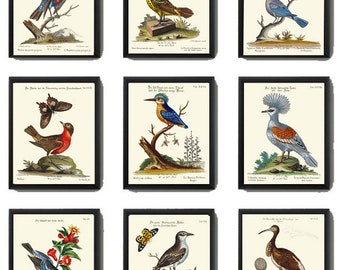 Puede incluir: Nueve ilustraciones vintage de pájaros e insectos. Cada ilustración está enmarcada en negro y presenta un fondo blanco con un dibujo detallado de un pájaro o un insecto. Las ilustraciones están en alemán y latín.