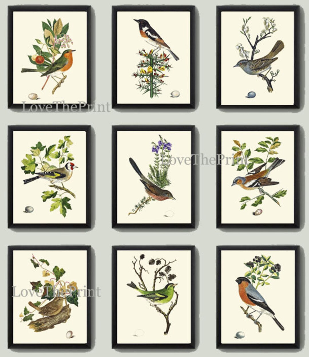 Bird Wall Decor Art Print Set of 9 Beautiful Antique Vintage Songbirds ...