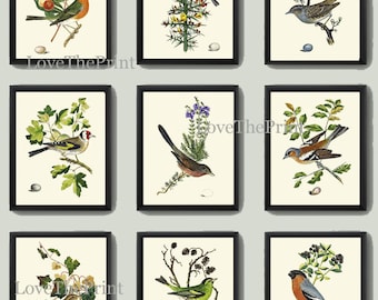 Puede incluir: Nueve ilustraciones vintage de pájaros en un entorno natural. Cada ilustración presenta una especie diferente de pájaro posado en una rama o un arbusto, con un fondo blanco. Las ilustraciones están enmarcadas en negro.