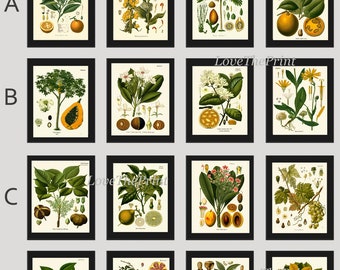 Könnte beinhalten: Ein Satz von 12 botanischen Vintage-Illustrationen mit verschiedenen Früchten und Pflanzen. Die Illustrationen sind in einem schwarzen Rahmen und mit den Buchstaben A bis D und den Zahlen 1 bis 4 beschriftet. Die Illustrationen sind auf weißem Hintergrund und zeigen detaillierte Zeichnungen der Pflanzen und Früchte.