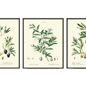 Vintage Olives Print Set of 3 Wall Art Antique Olive Tree Branch Italy Italian Spice Herb Kitchen Dining Room Home Room Decor to Frame TDA