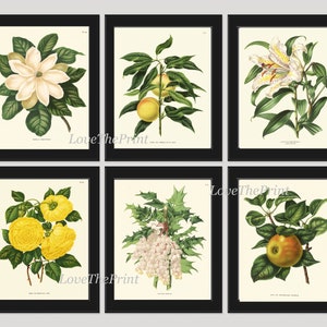 Flores blancas Fruta Botánico Arte de la pared Conjunto de 6 Impresiones Hermosas Vintage Antiguo Lirio Magnolia Rosas Melocotón Manzana Decoración para el hogar para enmarcar AJW
