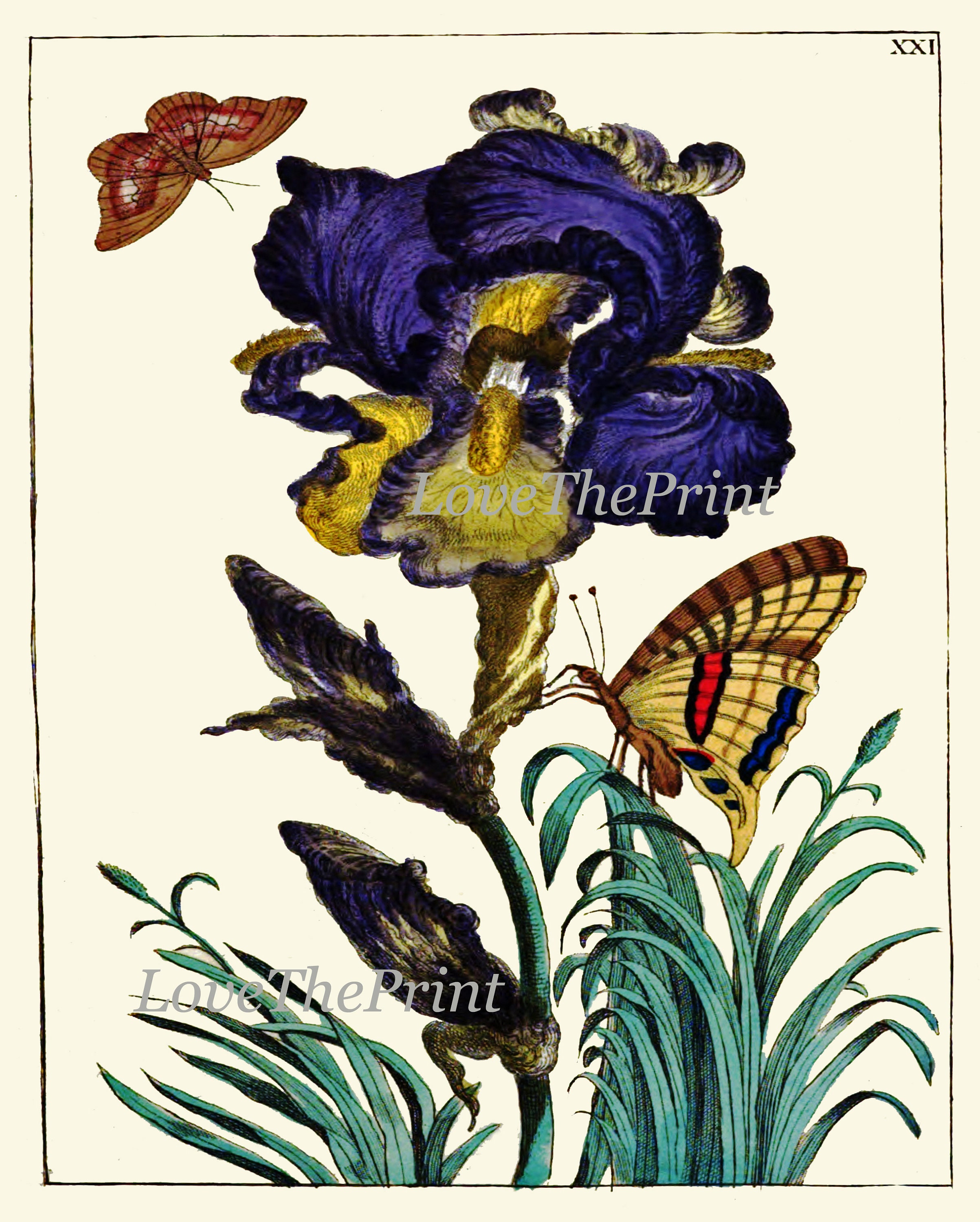 Botanical Wall Decor Art Set of 12 Prints Beautiful Antique Vintage ...