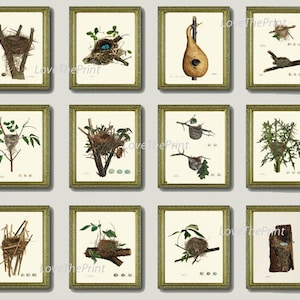 Bird Nest Prints Wall Art Set of 12 Beautiful Antique Vintage Songbird Rustic Cottage Farmhouse Tree Branch Nature Home Decor to Frame NEST