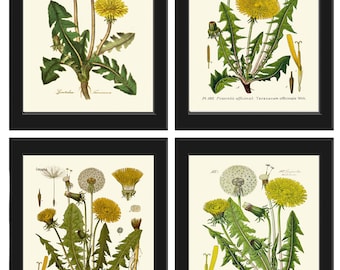 Dandelion Botanical Wall Art Set of4 Prints Beautiful Antique Vintage Wildflowers Country Farmhouse Flower Home Room Decor to Frame DAND