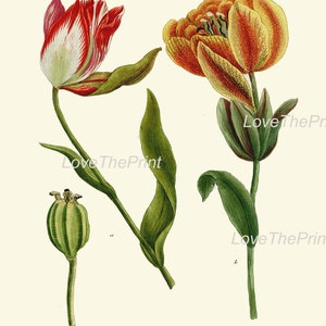 Iris and Tulip Botanical Print Set of 4 Prints Beautiful Antique Wall ...
