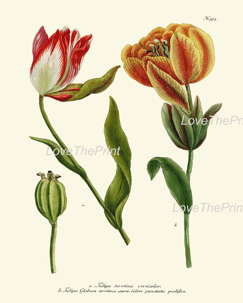 Iris and Tulip Botanical Print Set of 4 Prints Beautiful Antique Wall ...