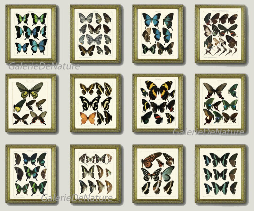 Vintage Butterflies Wall Art Set of 12 Prints Beautiful Antique Butterfly Chart Illustration