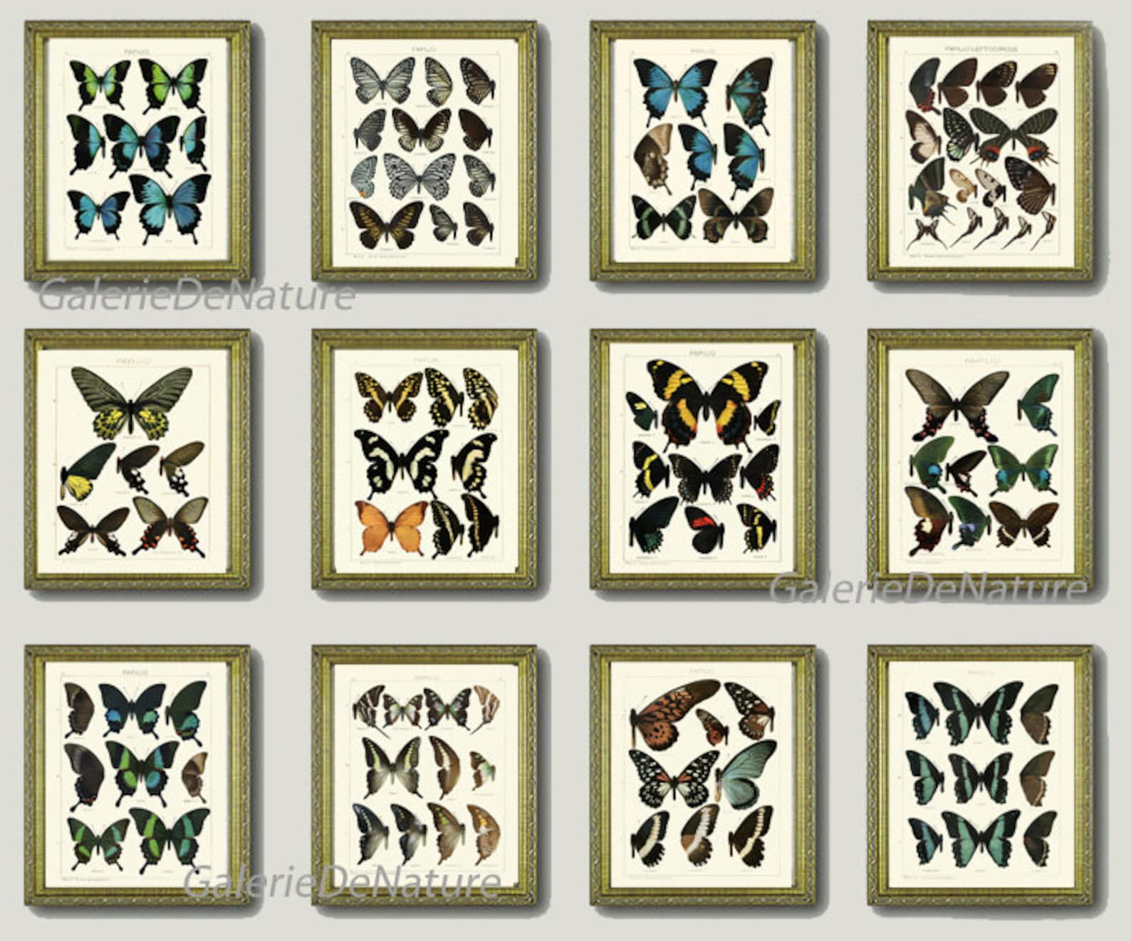 Vintage Butterflies Wall Art Set of 12 Prints Beautiful Antique